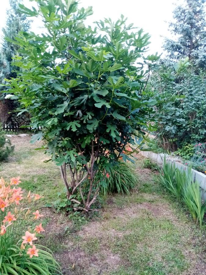 Guesthouse Smiljanic Slavkovica Dış mekan fotoğraf